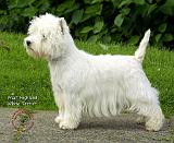 West Highland White Terrier 9A012D-21